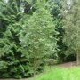Sorbus aucuparia 'Sheerwater Seedling'